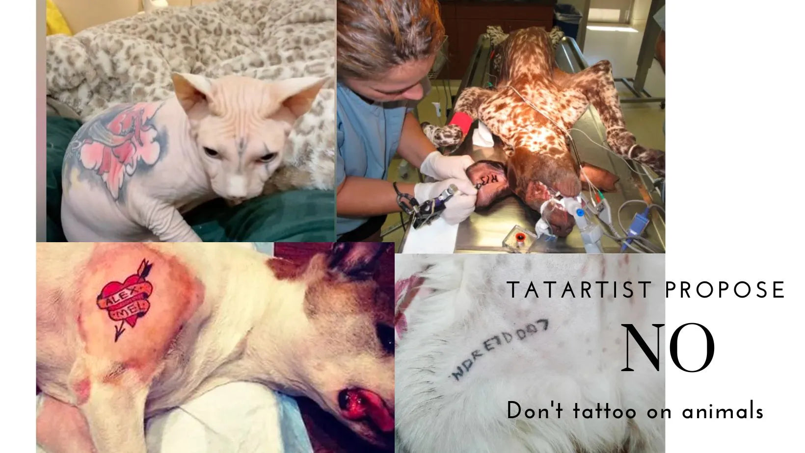 Why You Can't Tattoo and Pierce Animals
